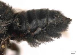   Megachilenbsp;albopunctata nbsp;female abdomen, photo: Joshua Hengel 
